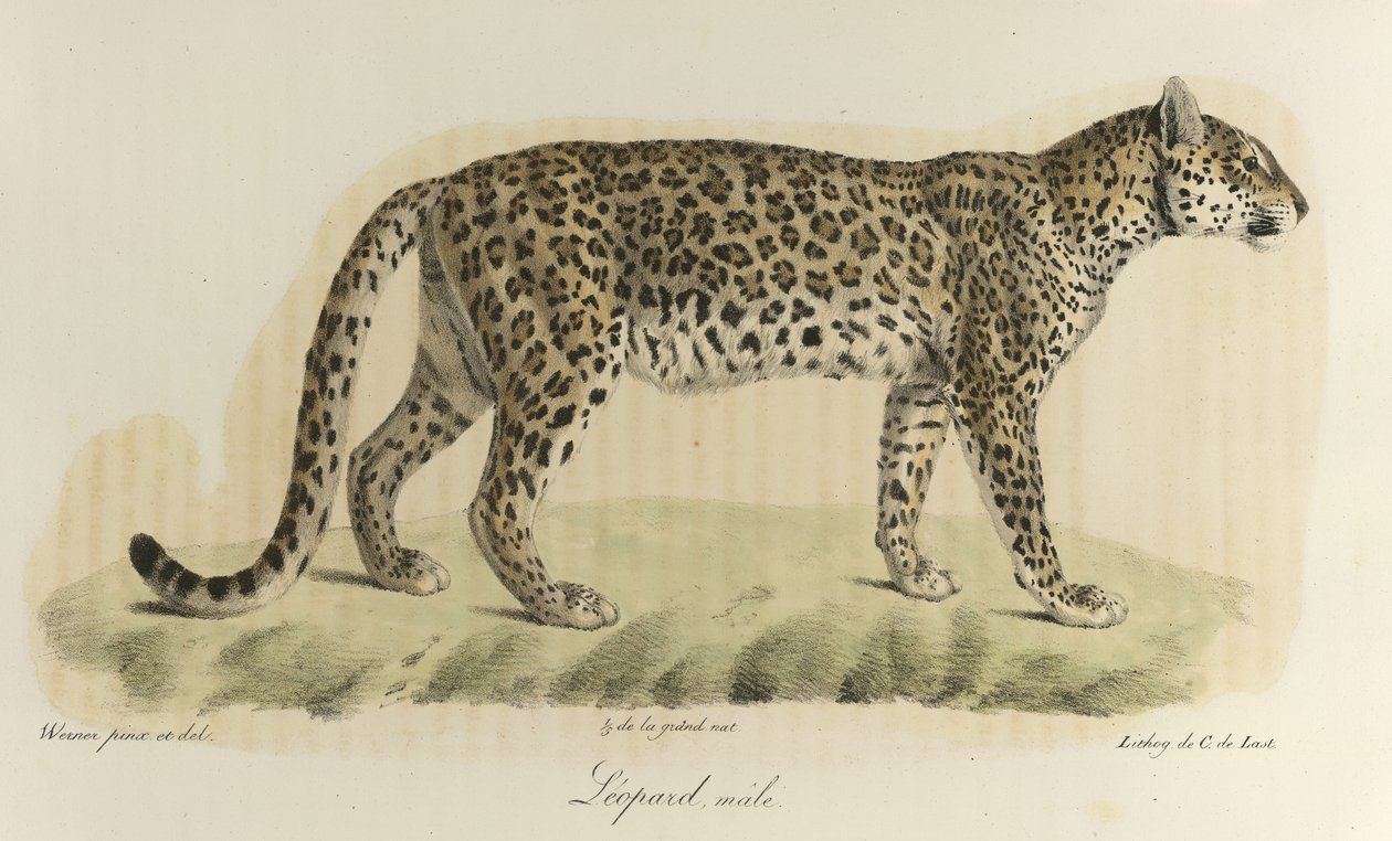 Leopar, erkek. 