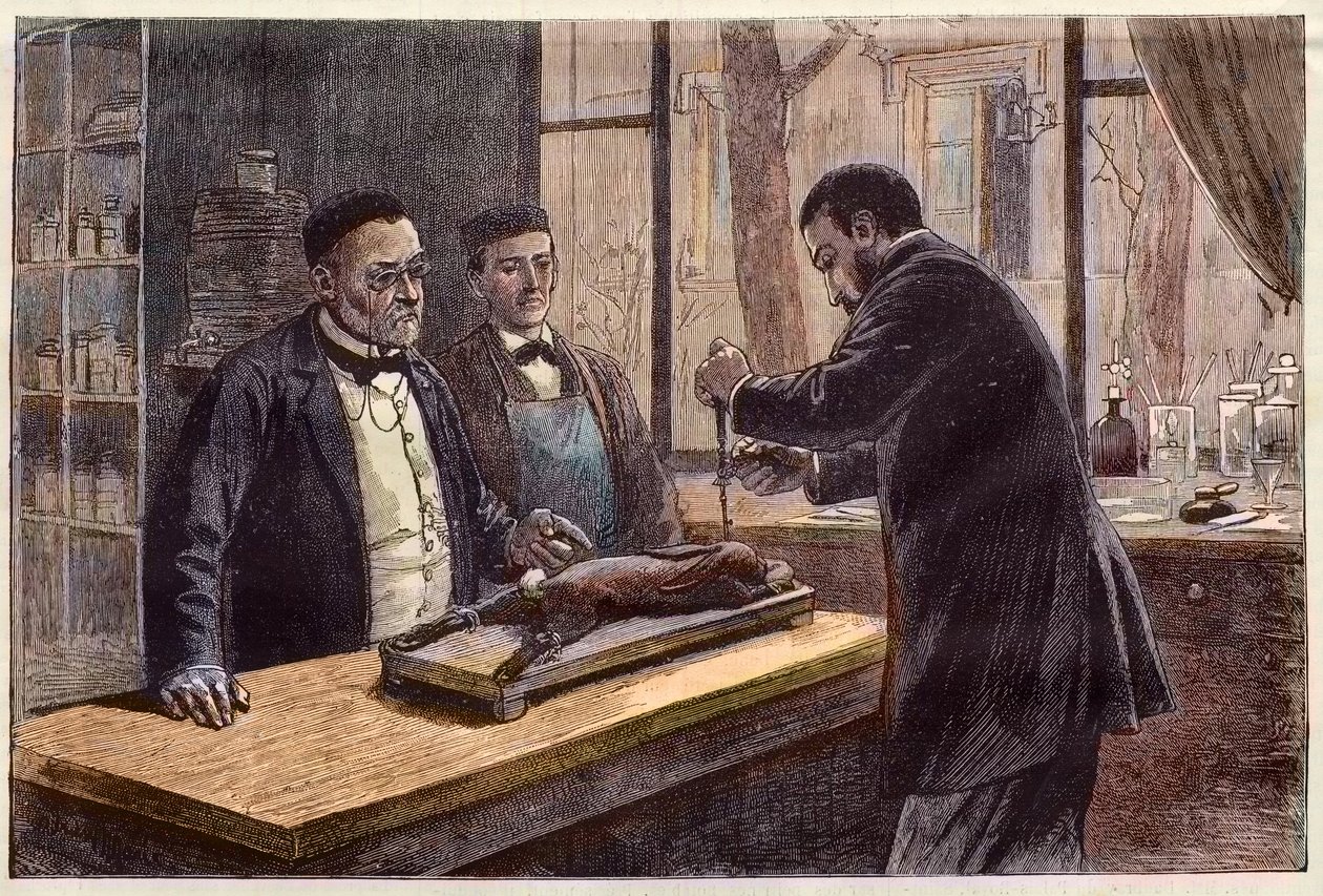 Louis Pasteur (1822-1895), Fransız kimyager ve mikrobiyolog, kuduza çare ararken kloroformlu bir tavşan üzerinde deney yapıyor. by French School
