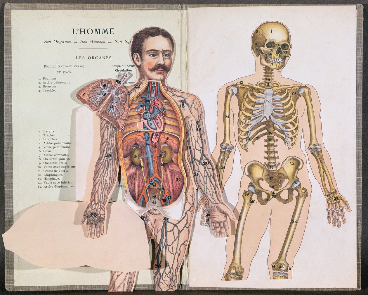 Anatomie Elementaire