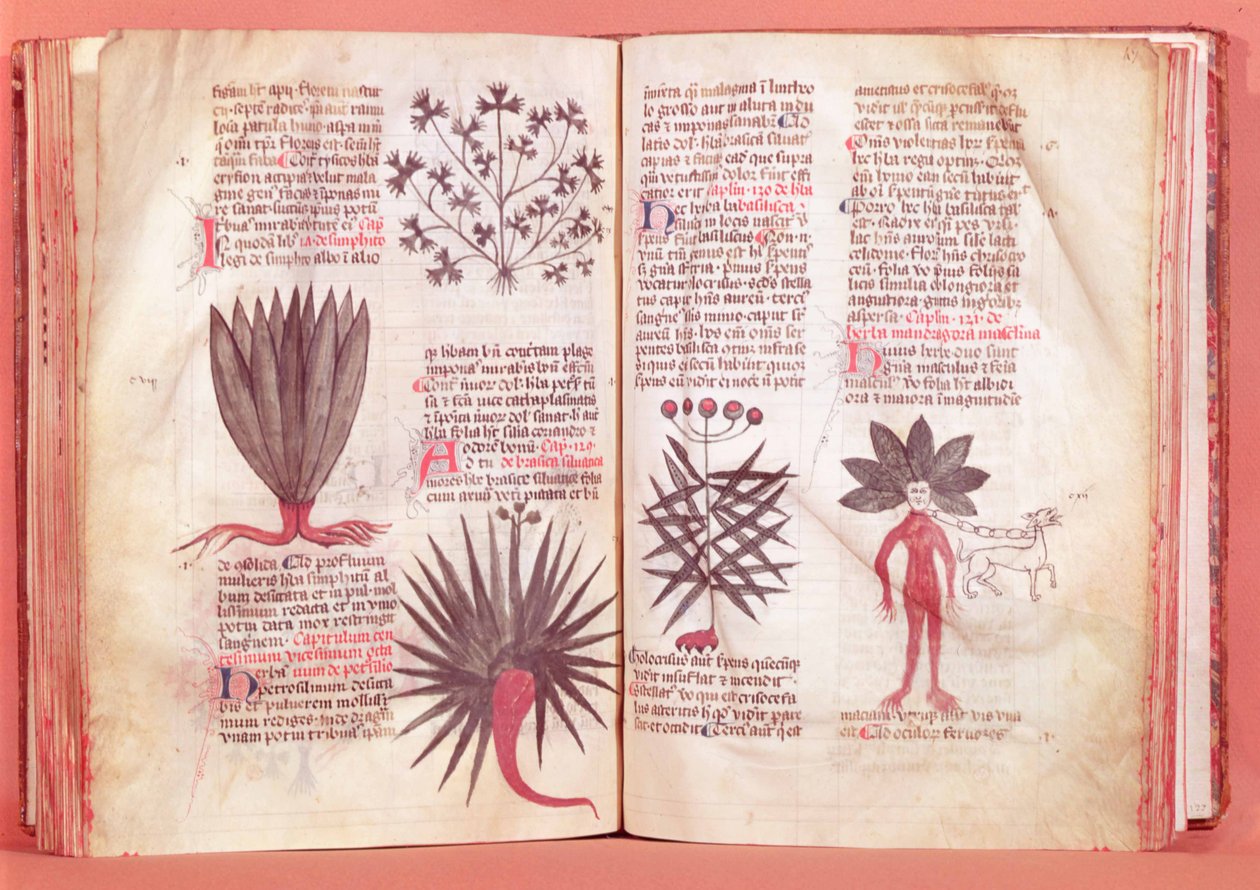 Mandrake, Dioscorides tarafından yapılan bir antlaşmadan (MS 40-c.90) by French School