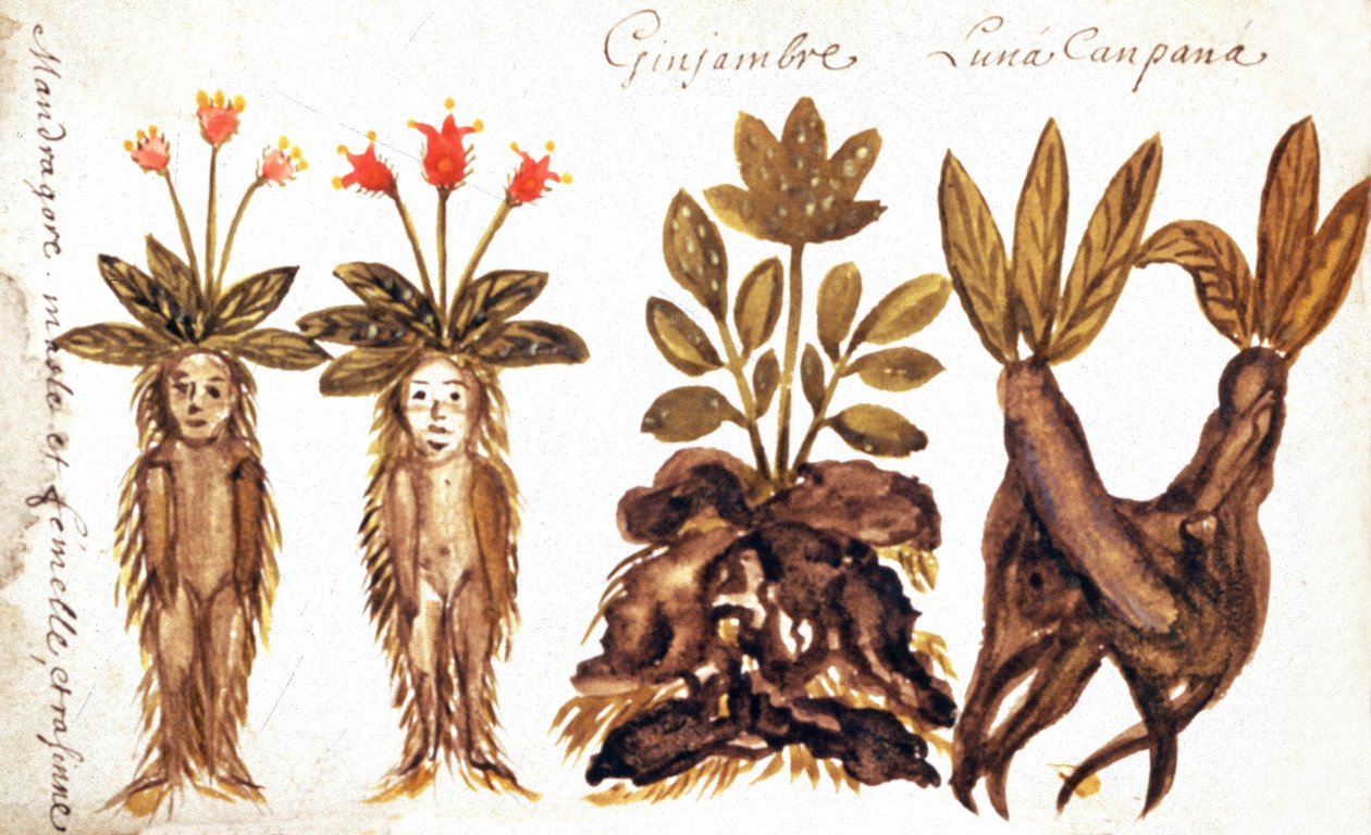 Mandrake, zencefil, Luna Campana by French School