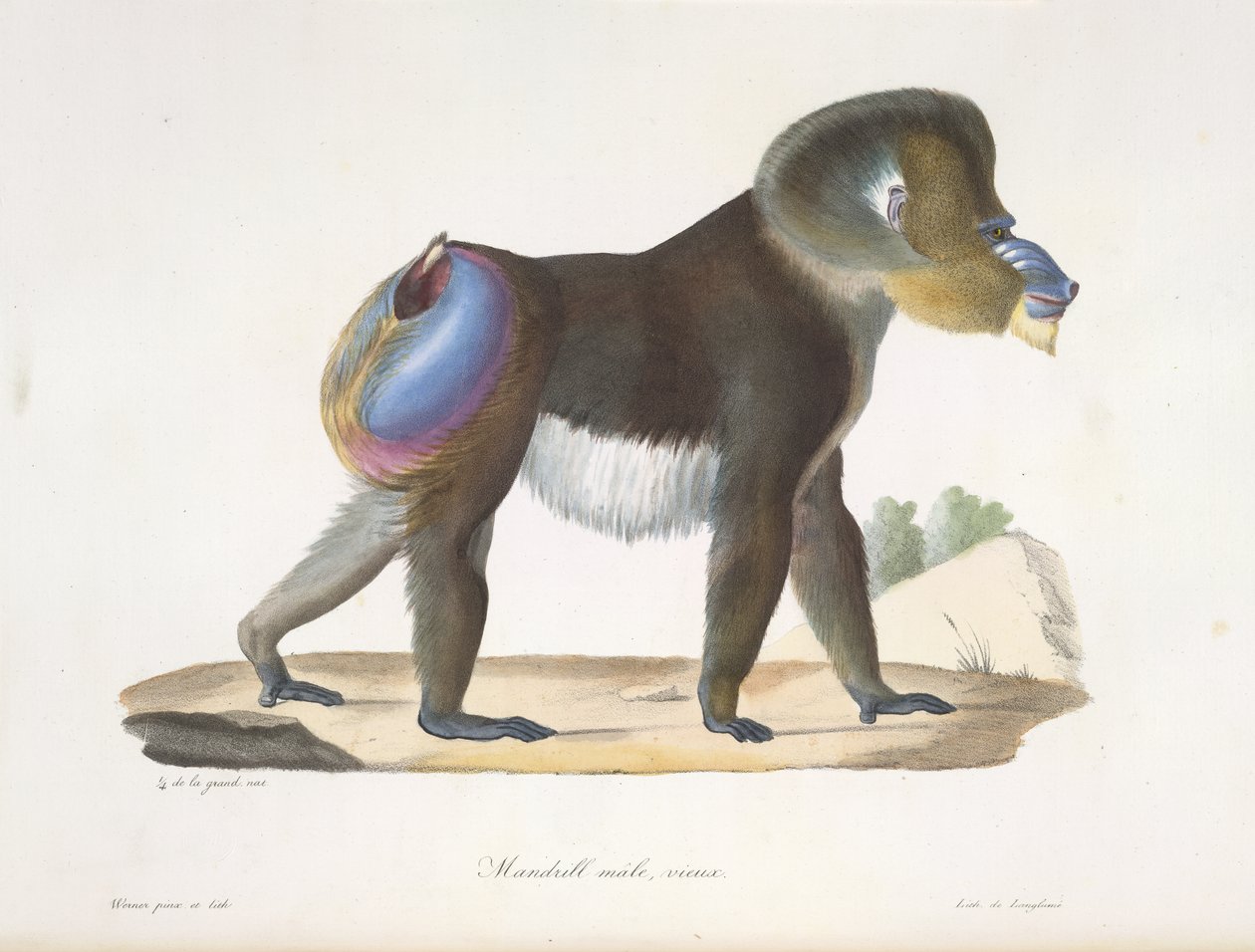 Mandrill, erkek, yaşlı. Memelilerin Doğal Tarihinden (renkli taş) eski bir mandrill babunu by French School