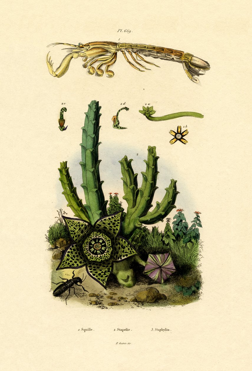 Mantis Karides, 1833-39 by French School