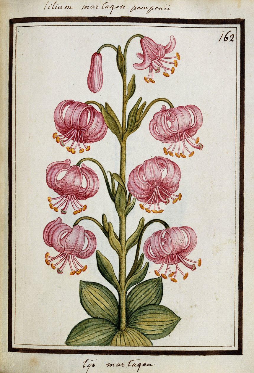Martagon Zambak, c.1700 by French School