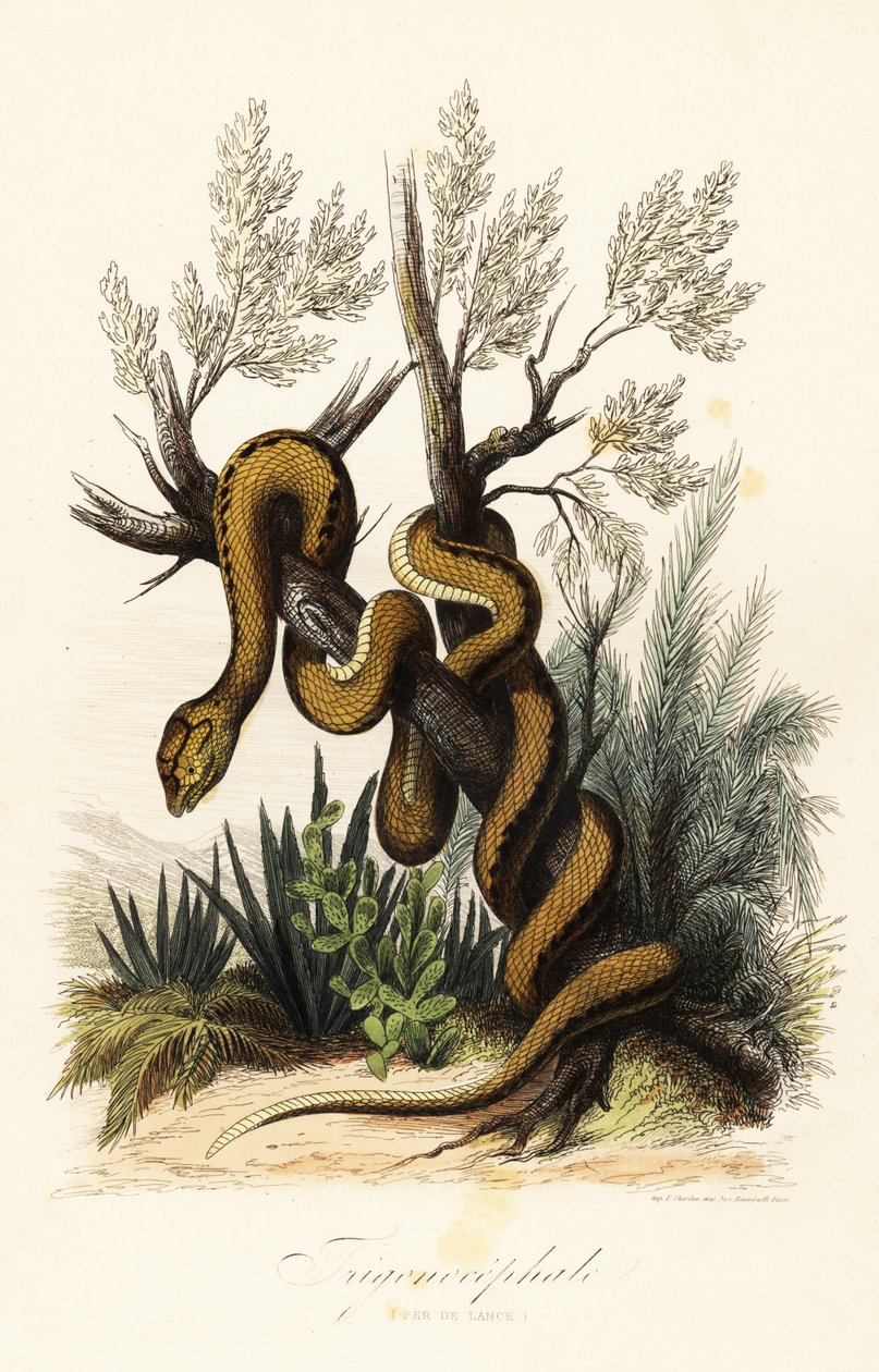 Martinik çukur engerek, Bothrops lanceolatus by French School