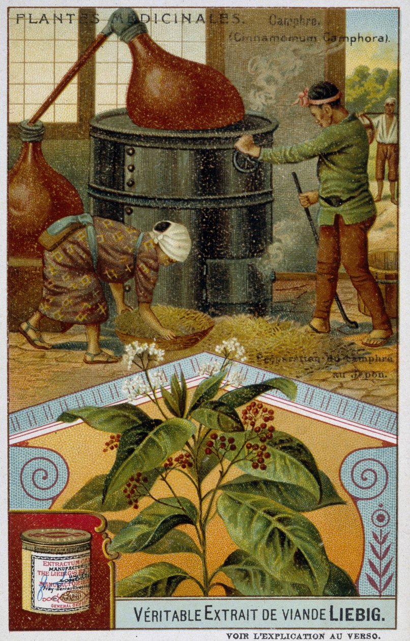 Şifalı bitkiler: kafur; Japonya'da kafurun hazırlanması - Chromo Liébig, v.1900 by French School
