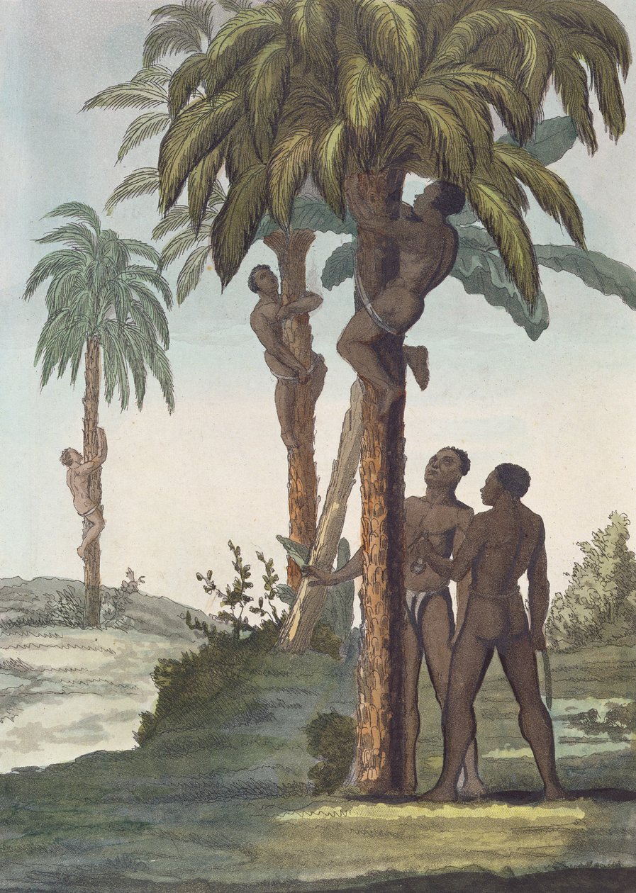 Shea yağı için ağaçlara tırmanan erkekler, Senegal by French School