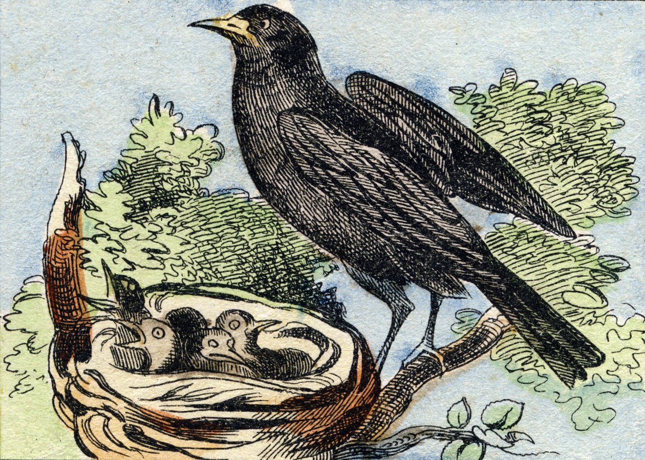 Merle. "Buffon Alphabet des Oiseaux n 2" de gravür. 3. Serie N 2. Epinal