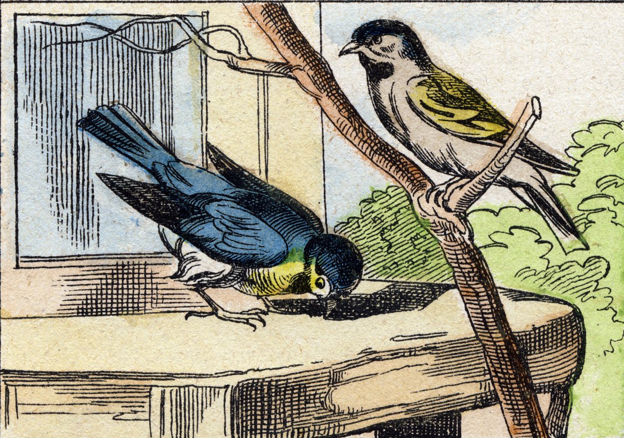 Mesange. "Buffon Alphabet des Oiseaux n 1" de gravür. 3. Serie N 1. Epinal