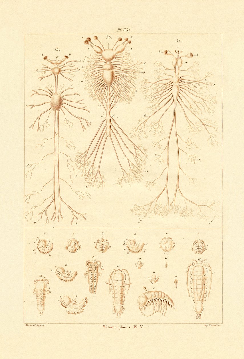 Metamorfoz, 1833-39 by French School
