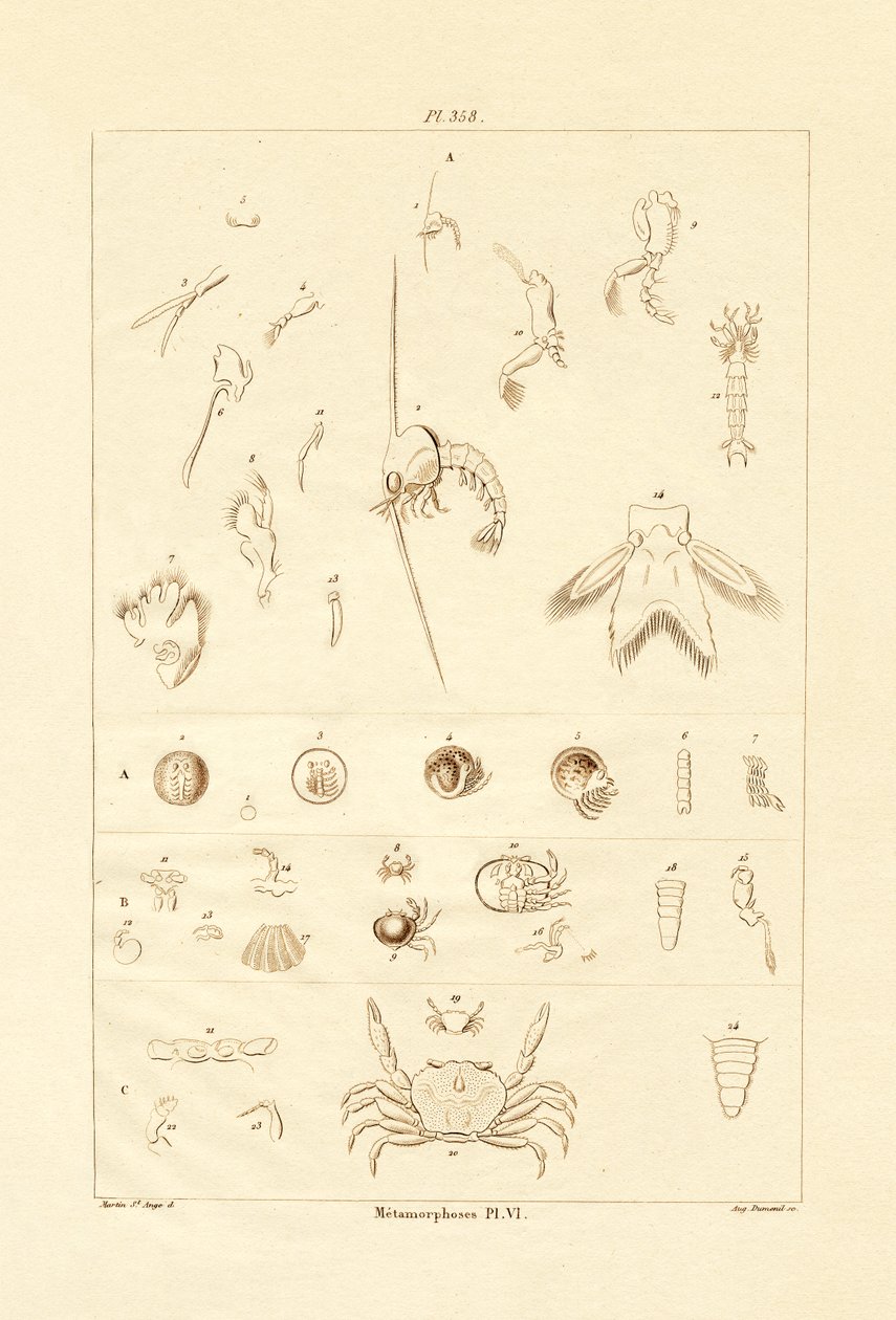 Metamorfoz, 1833-39 by French School