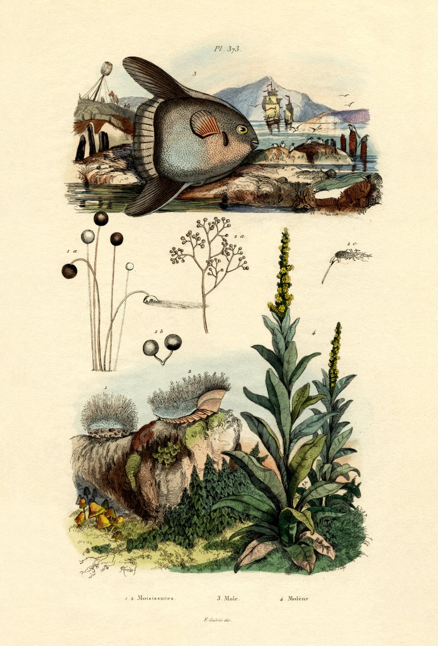 Kalıp, 1833-39 by French School