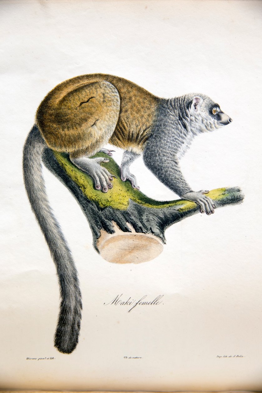 Étienne Geoffroy Saint-Hilaire & Frédéric Cuvier, 1824-42 tarafından orijinal figürlerle Memelilerin Doğa Tarihinden firavun faresi lemur by French School