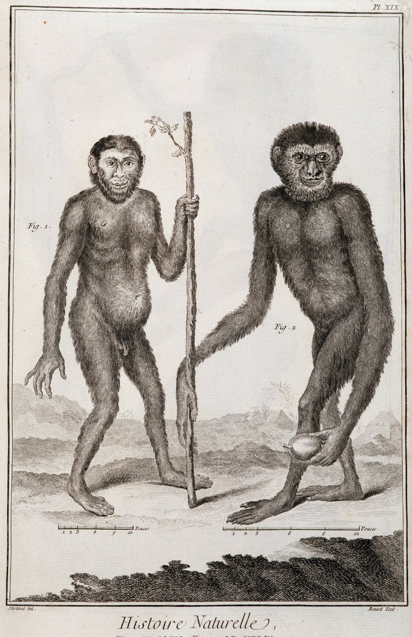 Maymunlar Jocko ve Gibbon by French School