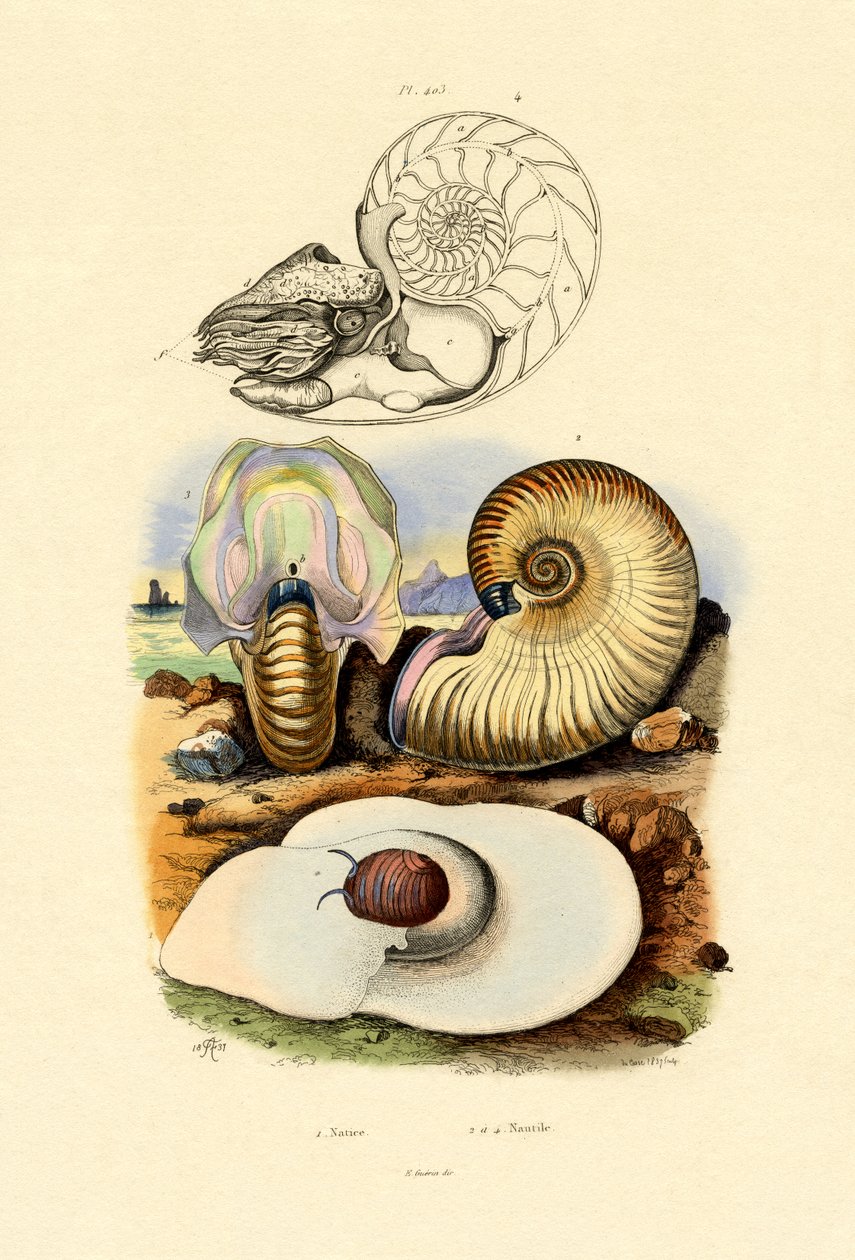 Ay Salyangozu, 1833-39 by French School