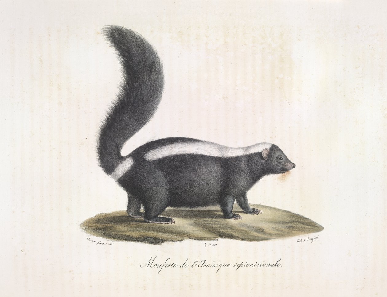 Kokarca. Skunk, Memelilerin Doğal Tarihinden (renkli taş) by French School
