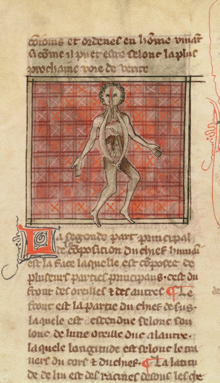 Ms 2030 fol.17 Anatomik figür, La Chirurgie de Maitre Henri de Mondeville