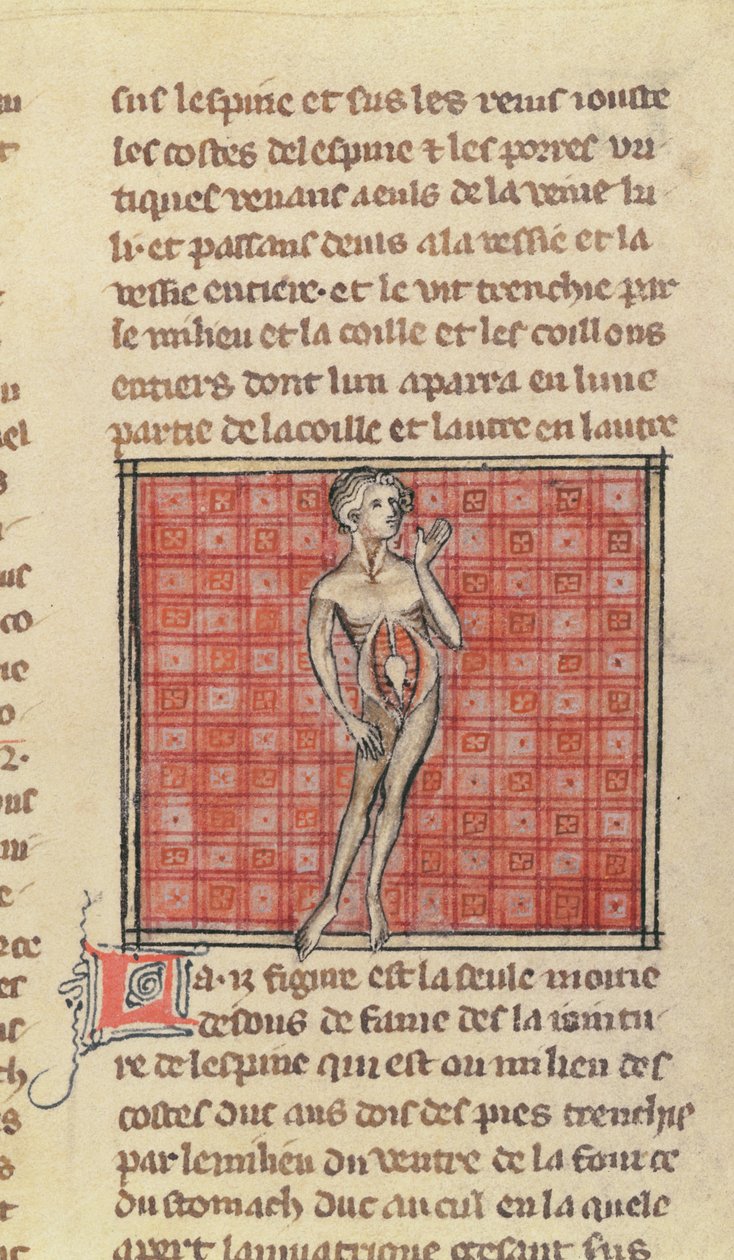 Ms 2030 fol. 29 Anatomik figür, La Chirurgie de Maitre Henri de Mondeville