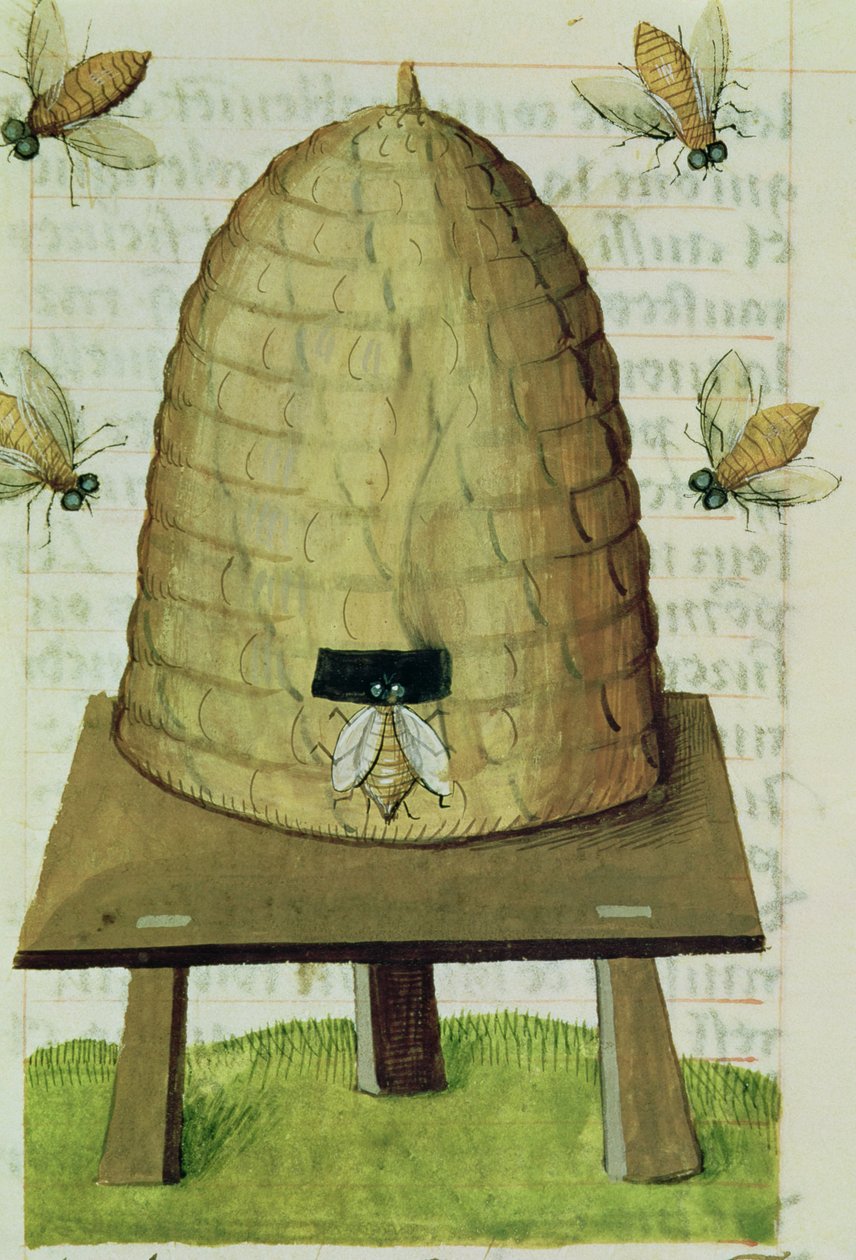 Ms 59 fol.111r Arı Kovanı ve Arılar, Grand Herbier