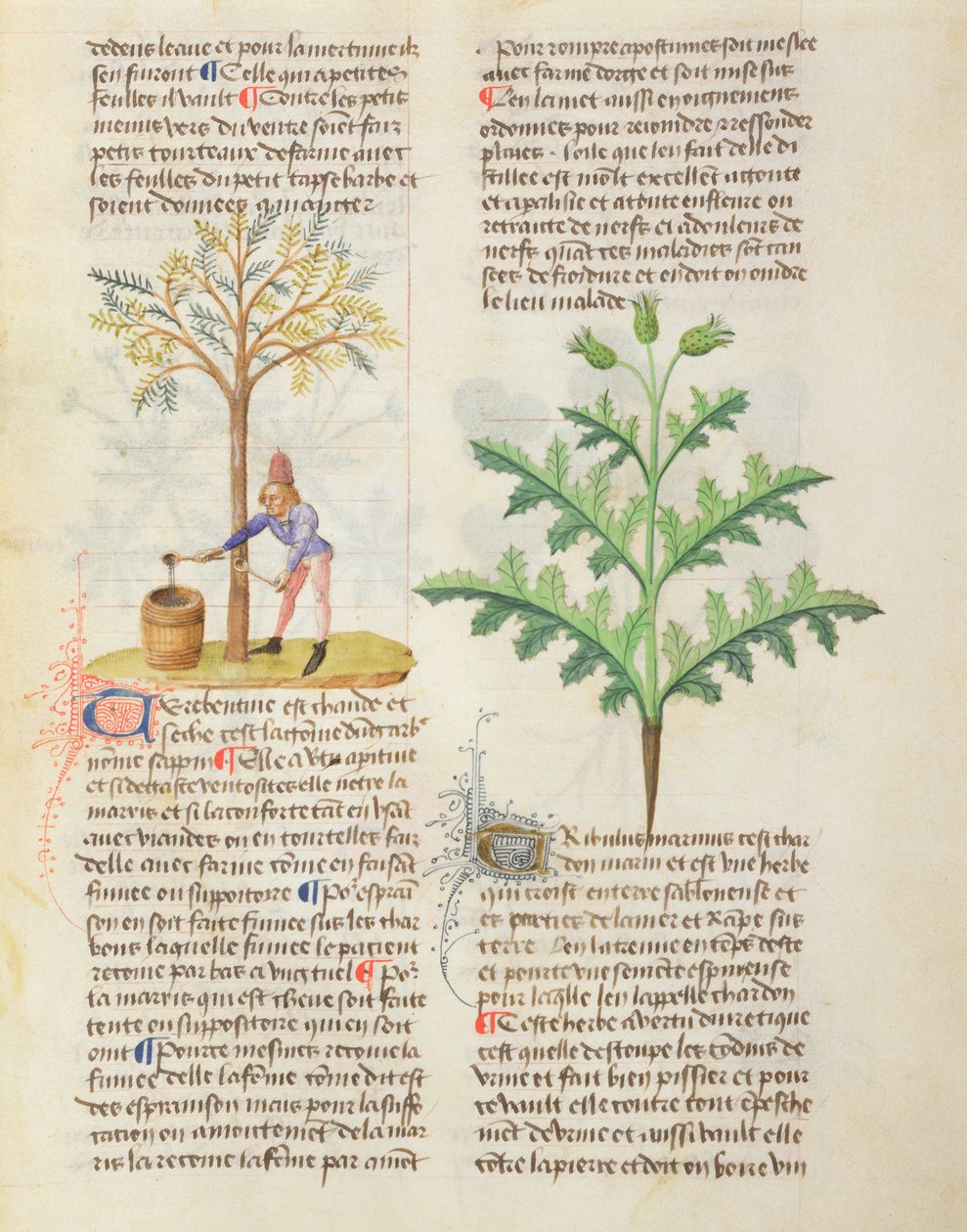 Hanım. Dioscorides Tarafından Farklı Bitkiler Üzerine, fol.165r Dokunarak Terebentin by French School