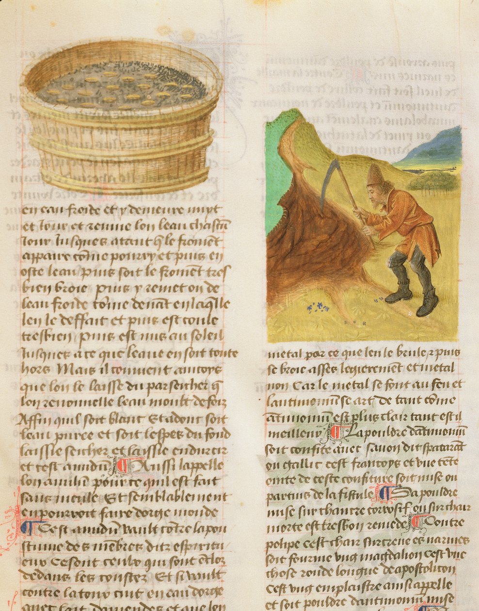 Ms. De Diversis Herbis, Dioscorides, fol.8r Tohumlar Bir Küvette ve Gentian Yumrularını Aramak by French School