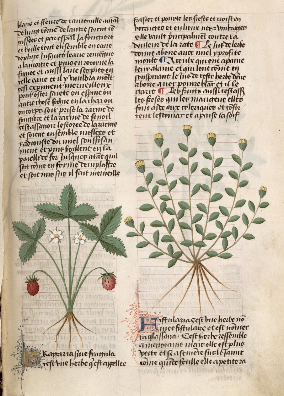 Ms Est 28 M 5.9 fol.75r Çilek Bitkisi, Pedanius Dioscorides tarafından 