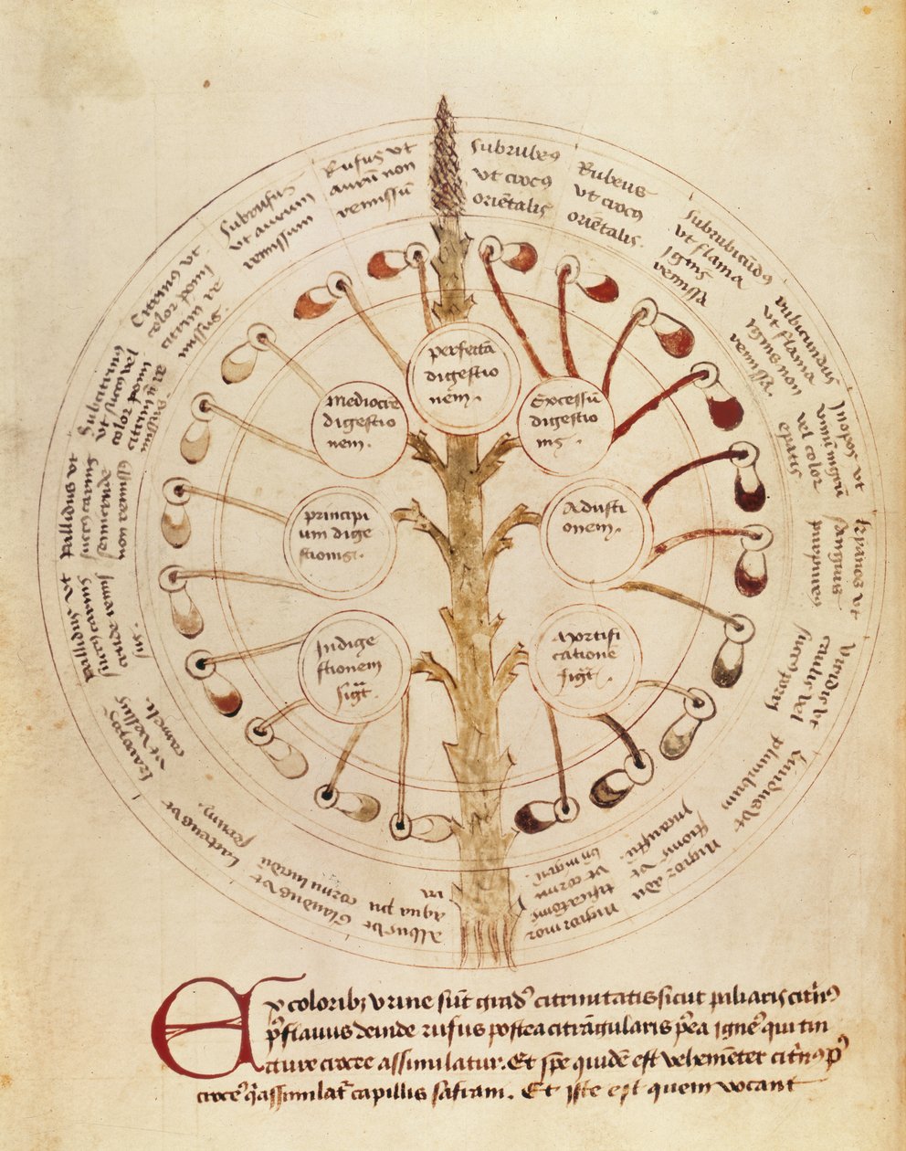 Ms Lat 11229 fol.19r İdrar analizi için tablo, Petit Traite dhygiene et Medecine