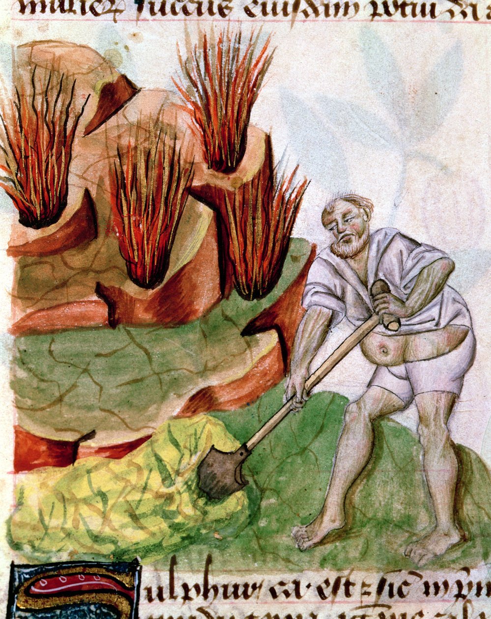 Ms Lat 993 L.9.28 f.123v Dioscorides De Herbis