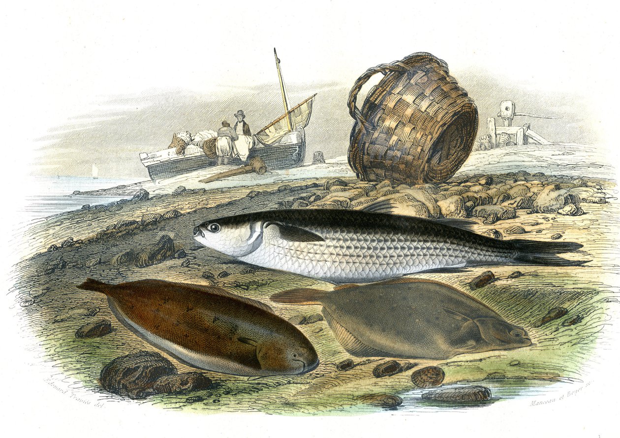 Kefal (Mugilidae), Ayçiçeği (Solea Vulgaris), Limand (Microstomus Kitt) - Bernard Germain de Lacepede (1856-1925) tarafından Natural History'den çıkarılan levha, P.Furme baskısı, Paris by French School