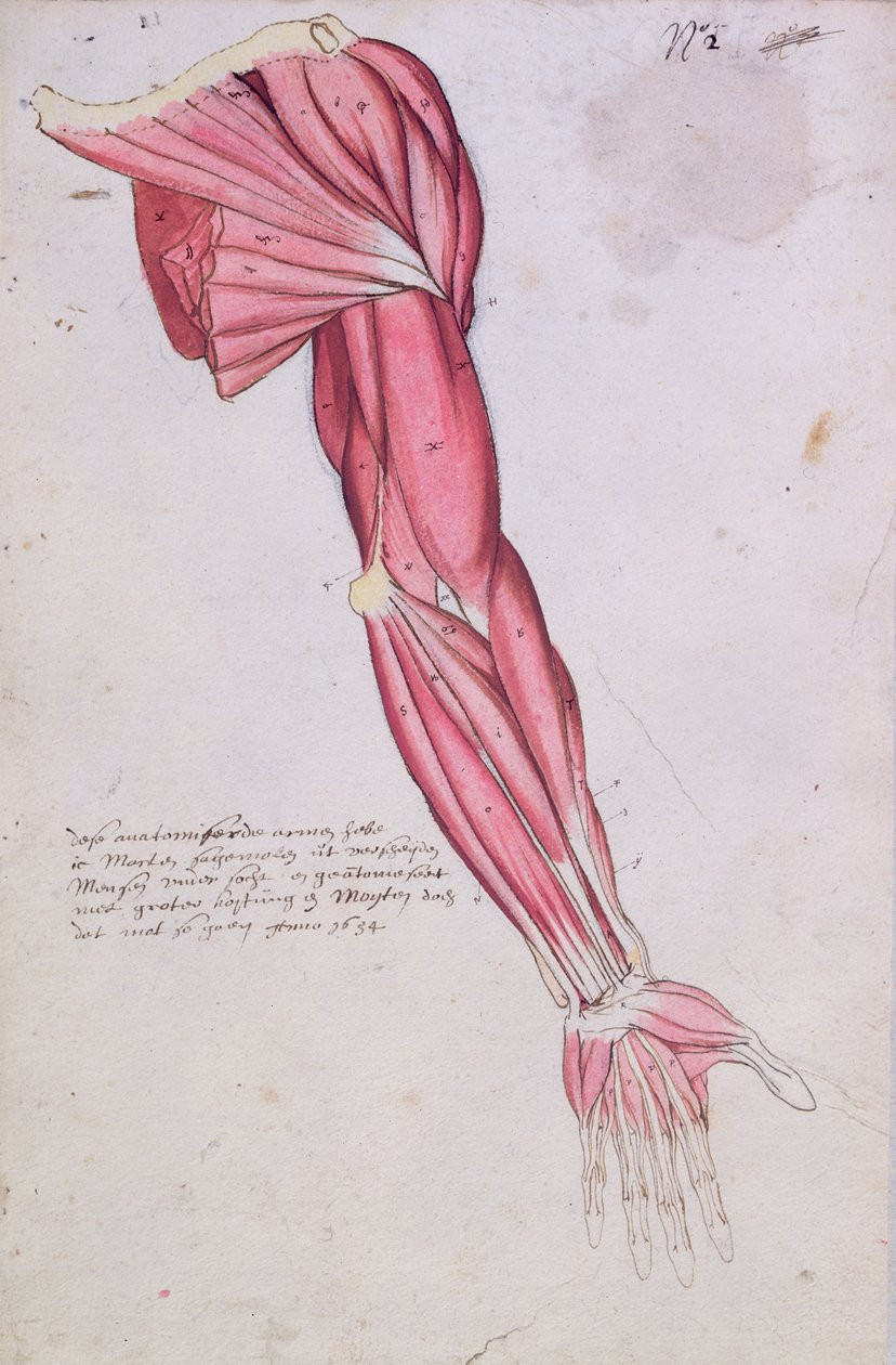 Kol ve omuz kasları, 1634 (kağıt üzerinde kalem & mürekkep ve wc) by French School