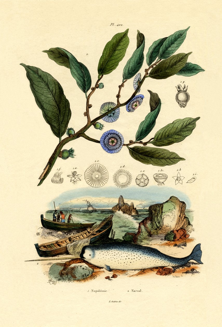 Napolyon