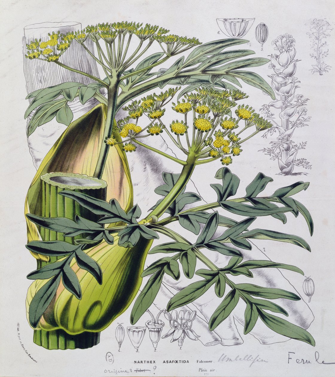 Narthex Asafoetida (renkli gravür) by French School