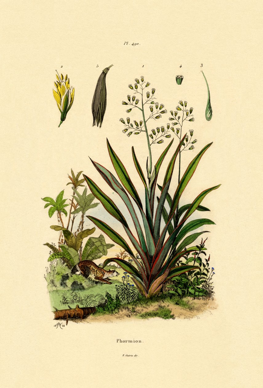 Yeni Zelanda Keteni, 1833-39 by French School