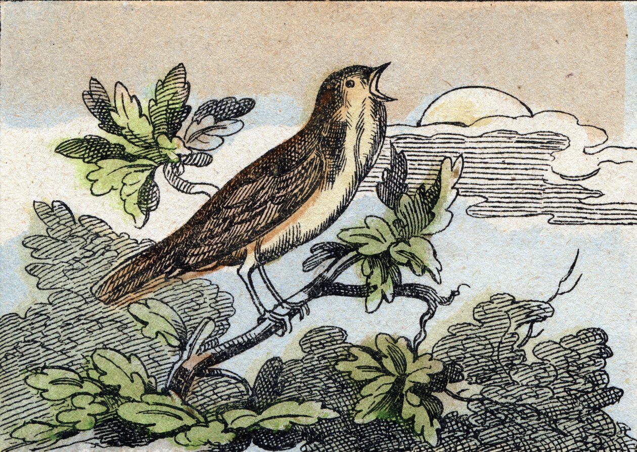 Bülbül. "Buffon Alphabet des Oiseaux n 1" de gravür. 3. Serie N 1. Epinal
