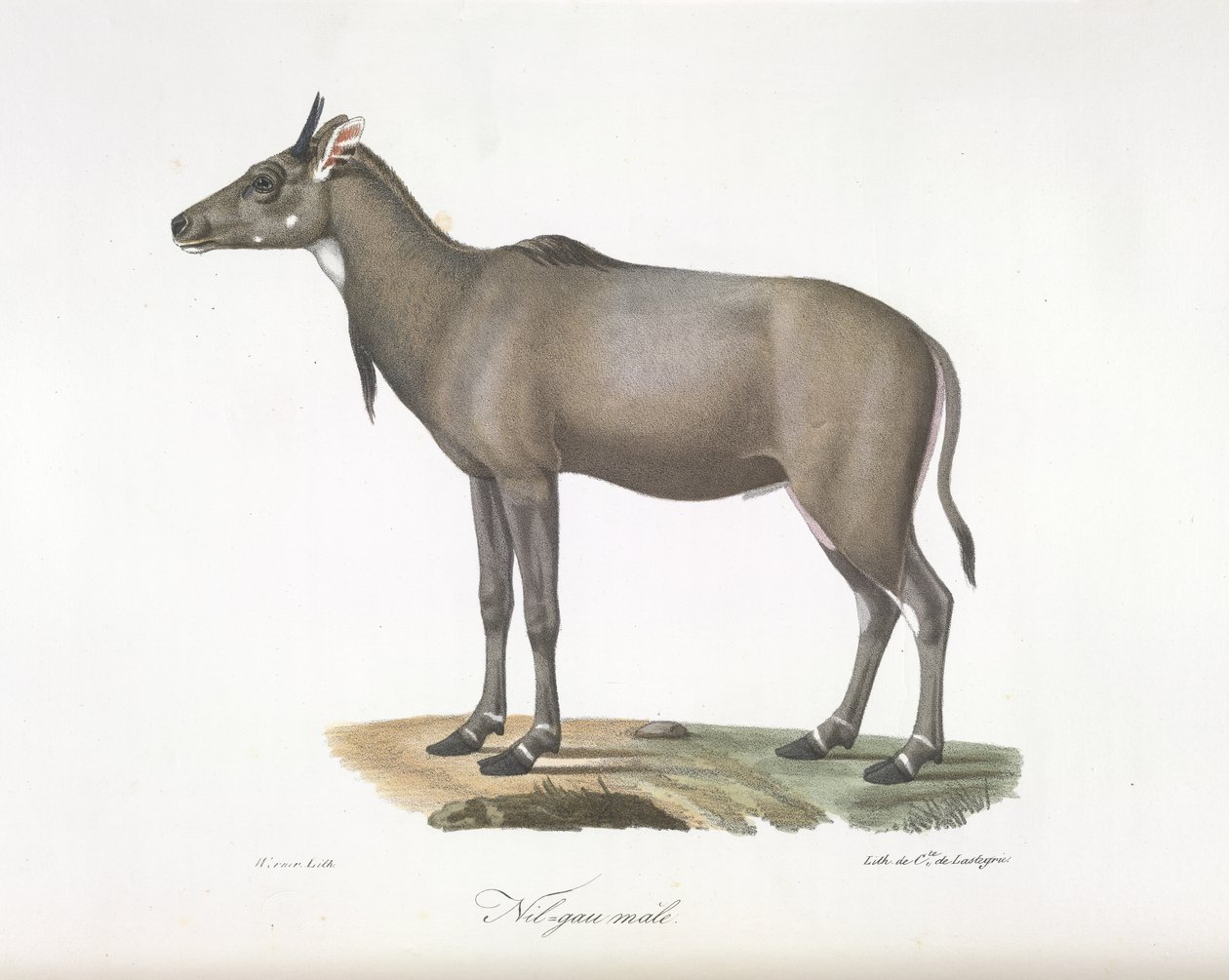Erkek Nilgau. Nylgau antilopu, Memelilerin Doğal Tarihinden (renkli taş) by French School