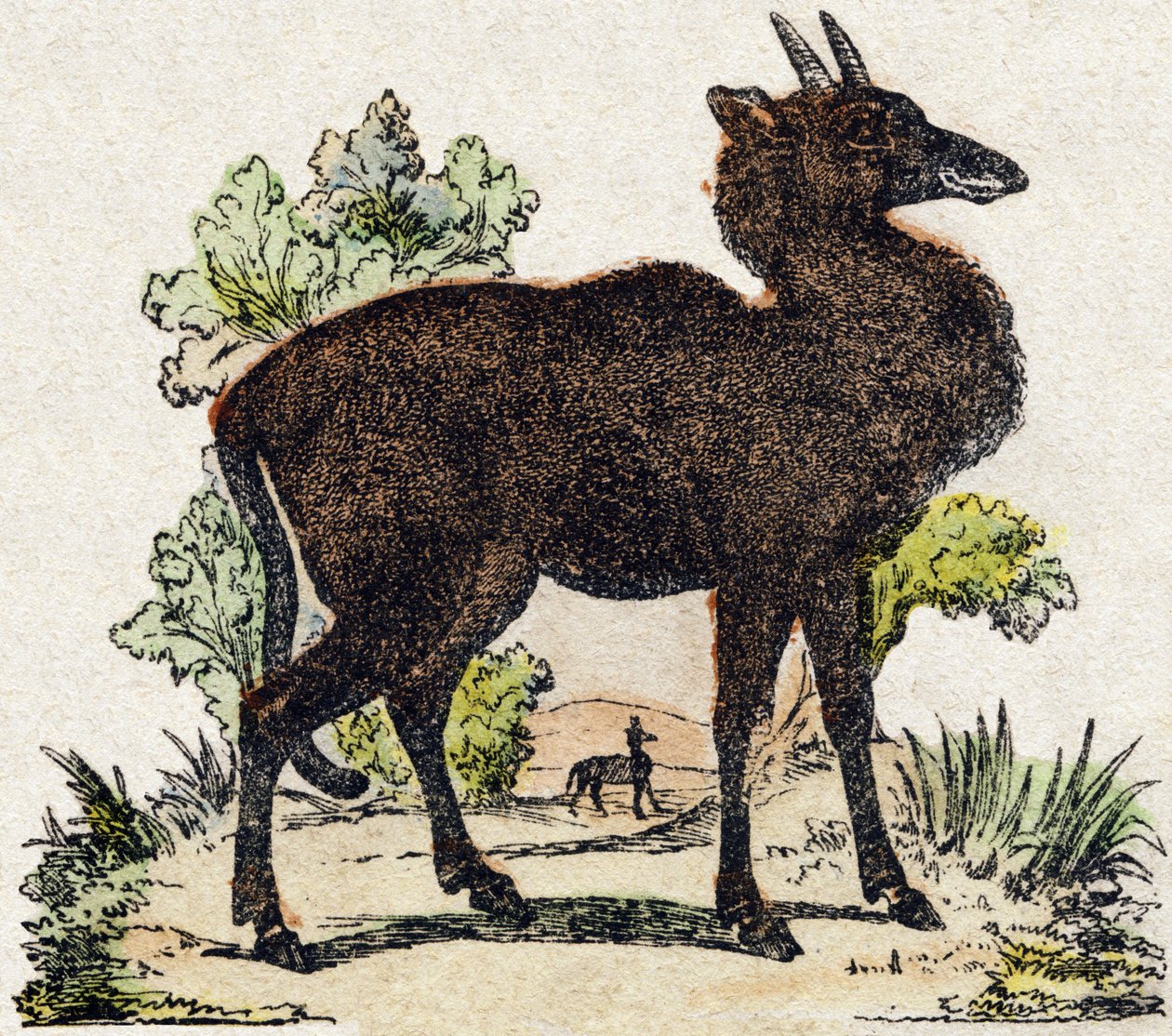 Nyl-ghau (Nyl ghau, Hint hayvanı). “Alphabet des animaux sauvages”” üzerine gravür. 9. Seri. Epinal