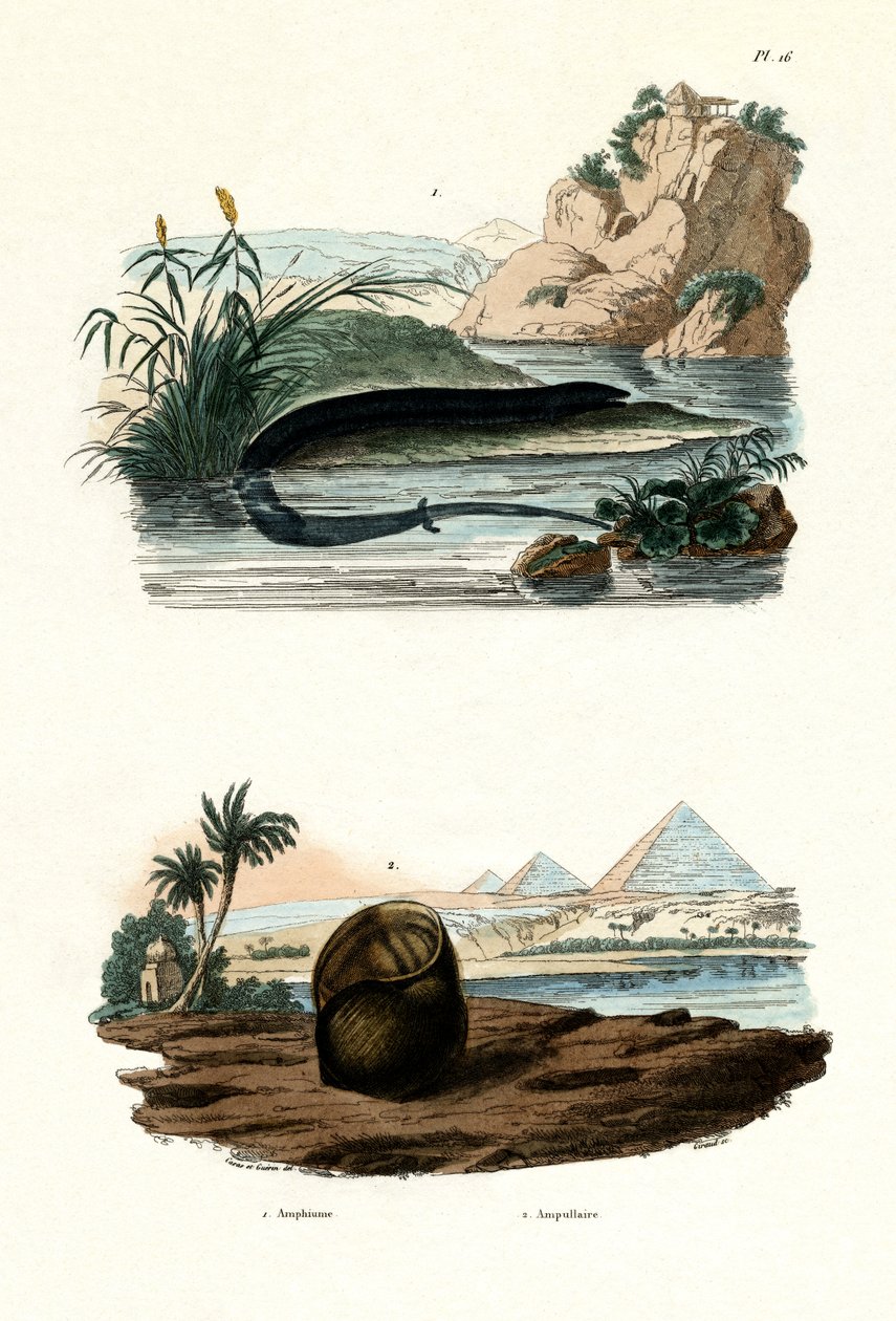 Tek parmaklı Amphiuma, 1833-39 by French School