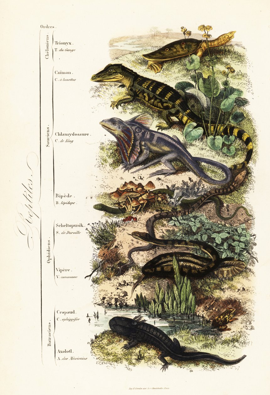 Sürüngenlerin sıraları: savunmasız Hint yumuşak kabuklu kaplumbağası, Nilssonia gangetica, gözlüklü caiman, Caiman crocodilus, fırfırlı boyunlu kertenkele, Chlamydosaurus kingii, pullu ayak, Pygopus lepidopudus, Avrupa cam kertenkelesi, Pseudopus, apodus,  by French School