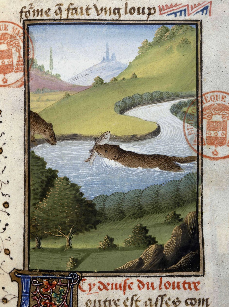 Su samuru - “” Gaston Phoebus