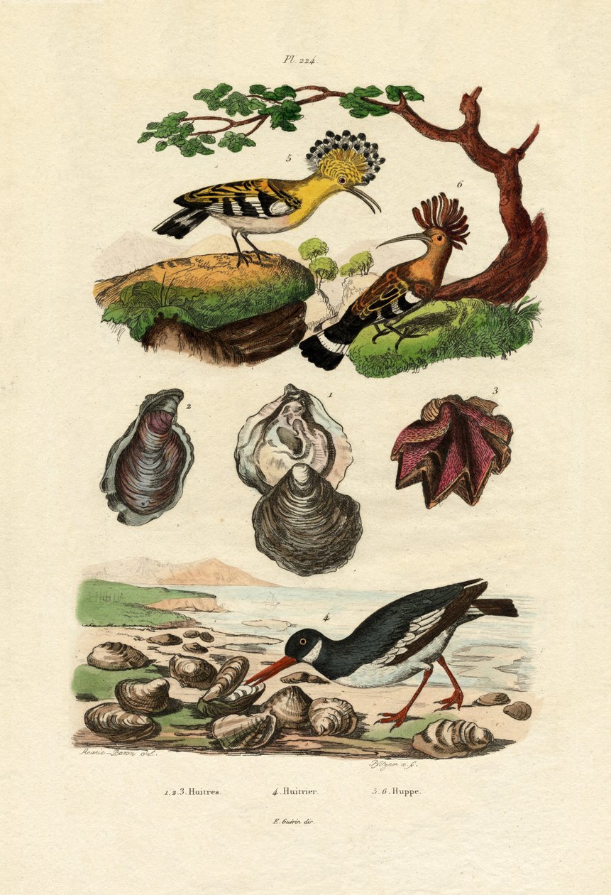 İstiridye, 1833-39 by French School