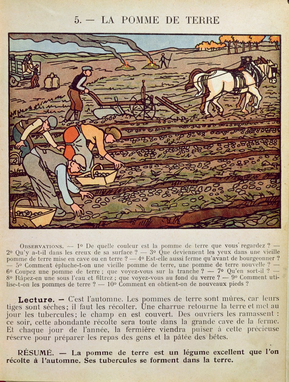 Patates Yetiştiriciliğini gösteren bir okul ders kitabından sayfa, c.1910 by French School