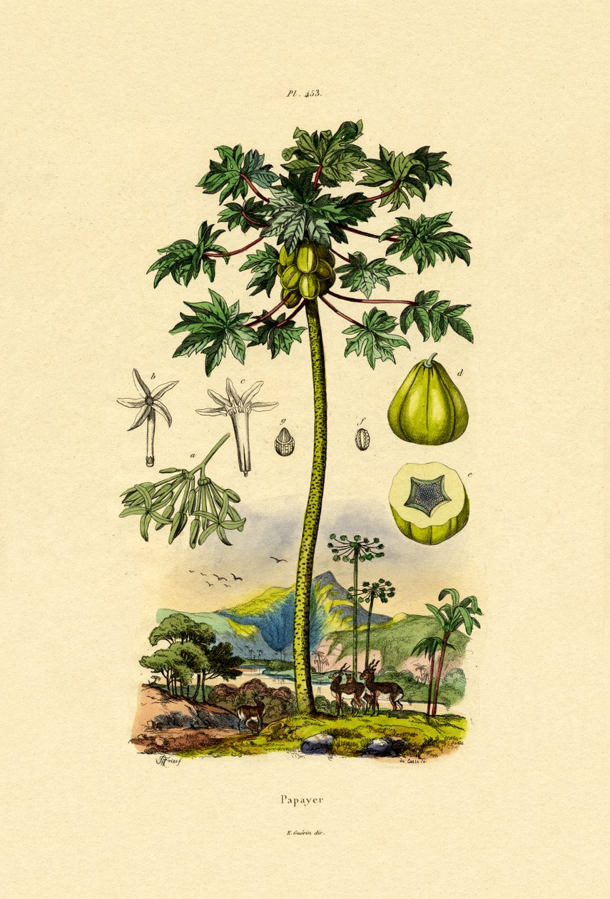 Papaya, 1833-39 by French School