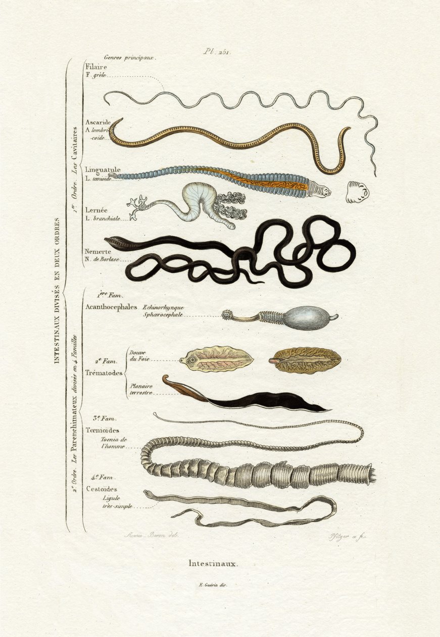 Parazitler, 1833-39 by French School