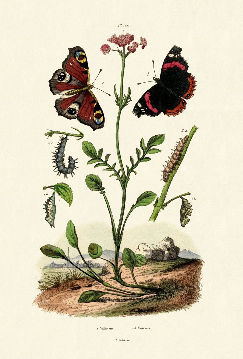 Tavus Kuşu Kelebek, 1833-39 by French School