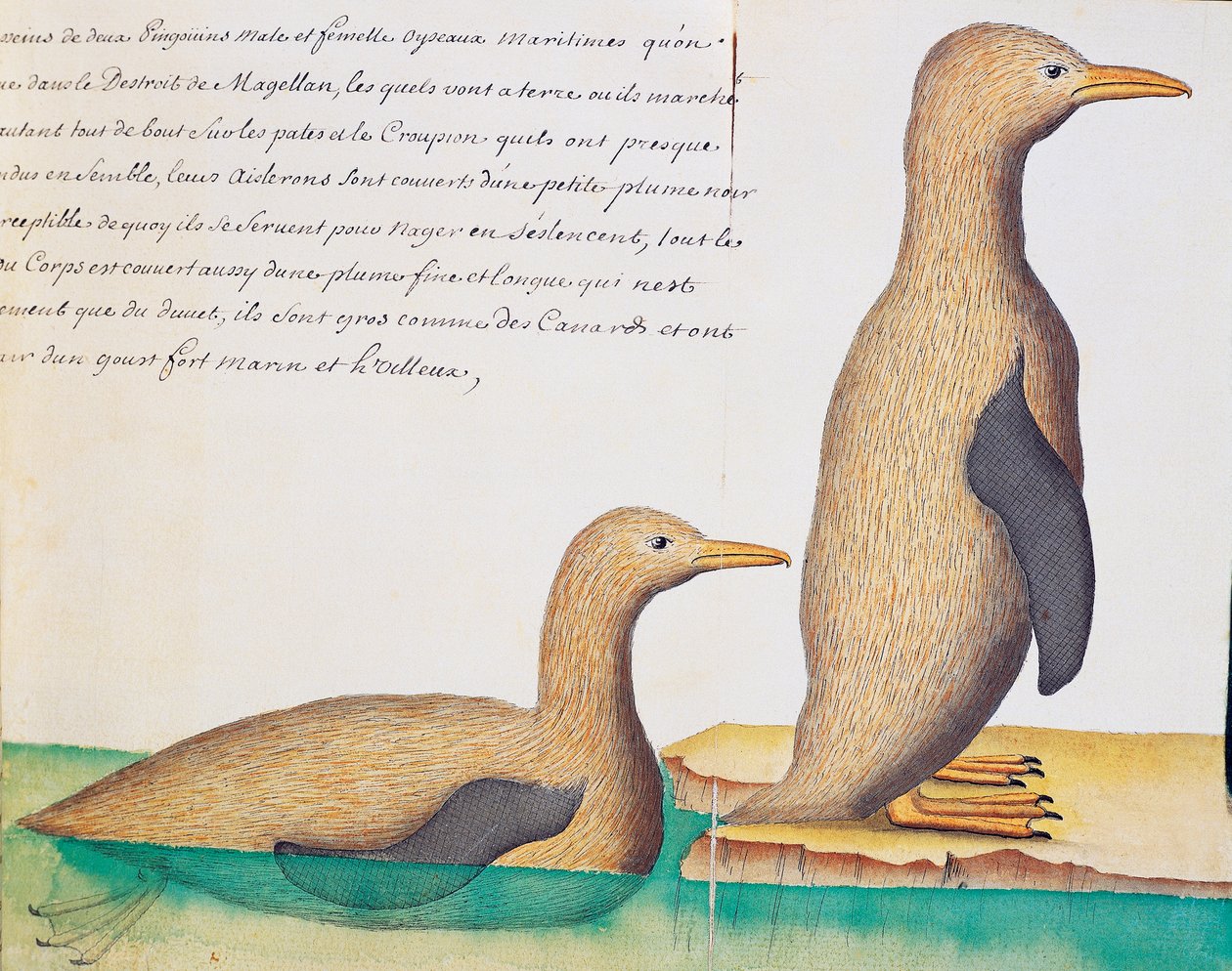 Penguenler, Macellan Boğazı, Jacques Gouin de Beauchesne (1652-1730), Compagnie royale de la Mer du Sud