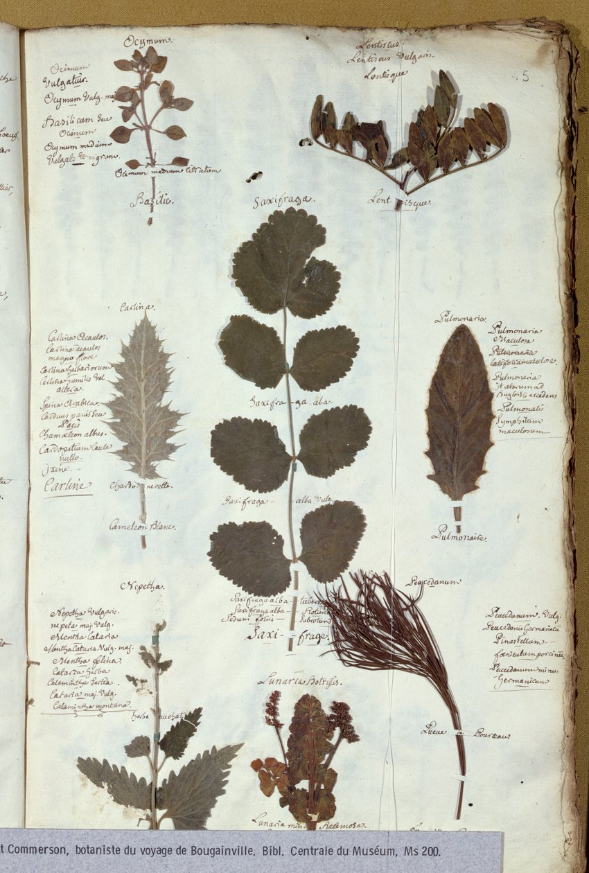 Philibert Commersons (1727-73) sulak by French School