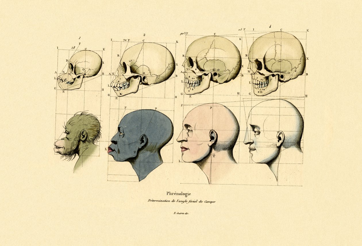 Frenoloji, 1833-39 by French School