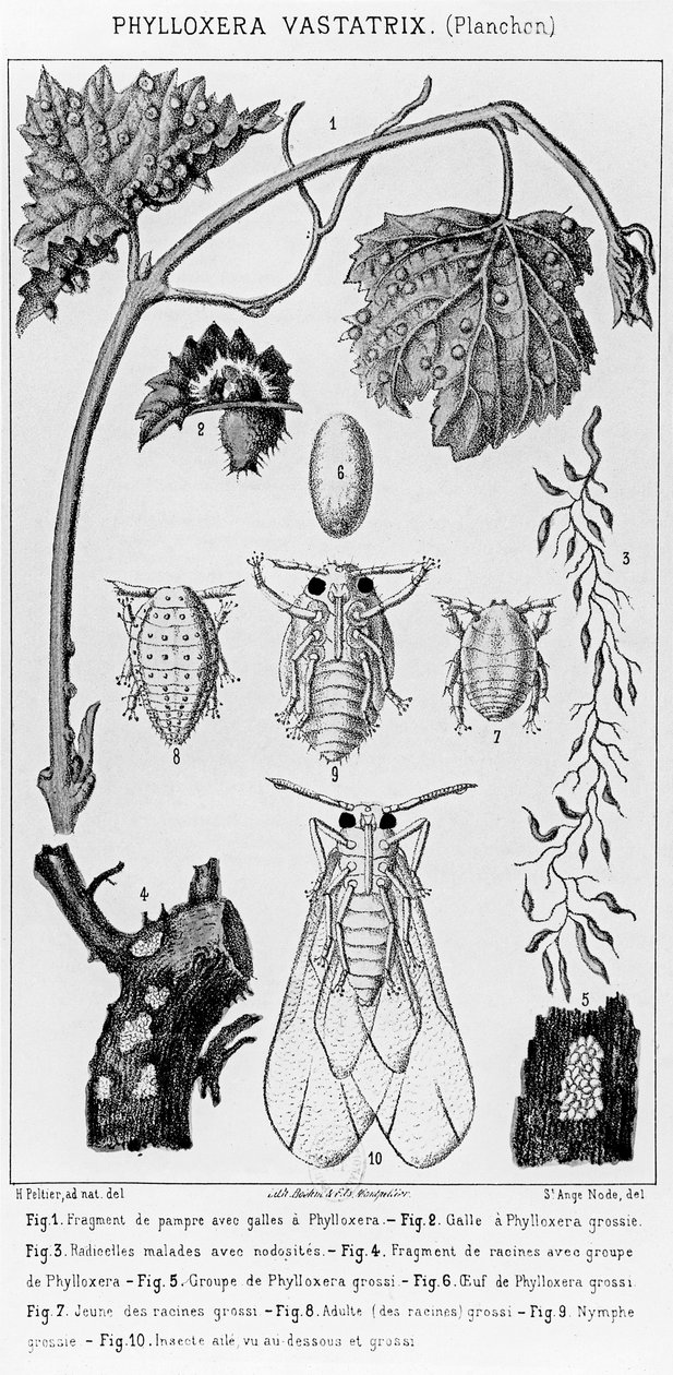 Phyloxera Vastatrix, c. 1850 by French School