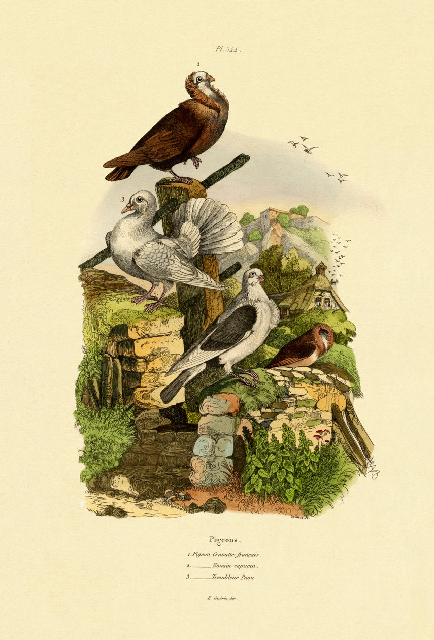 Güvercinler, 1833-39 by French School
