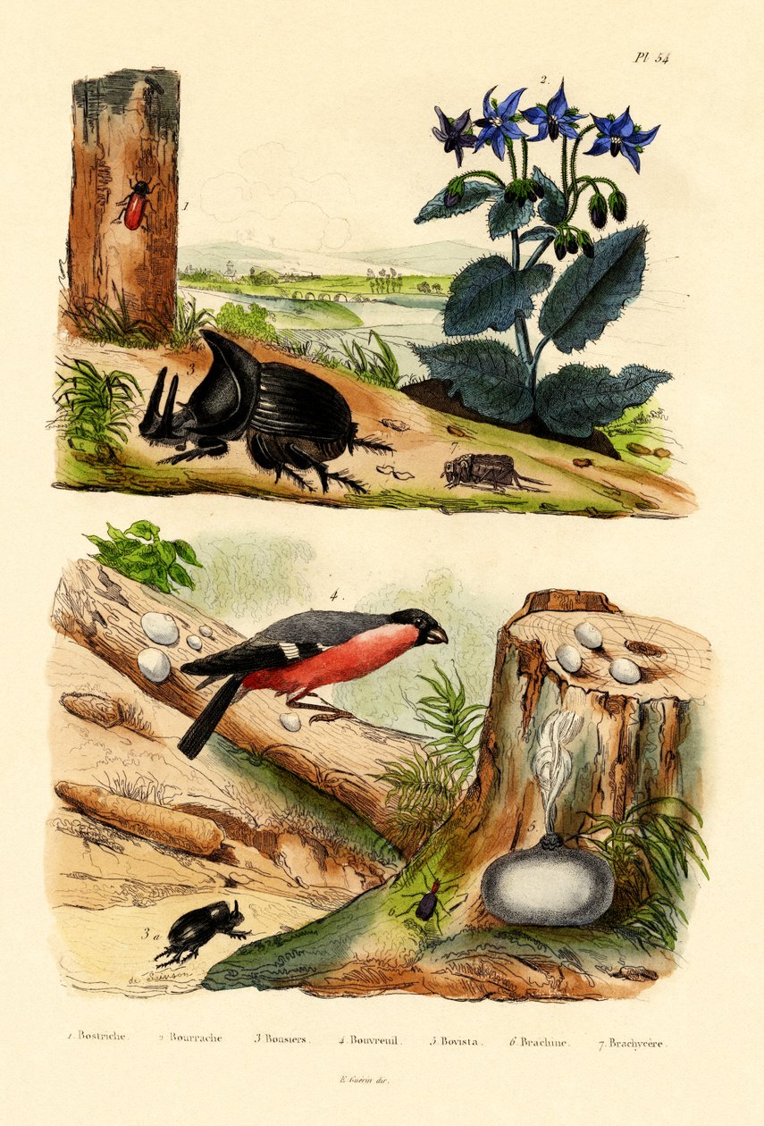 Çam Böceği, 1833-39 by French School